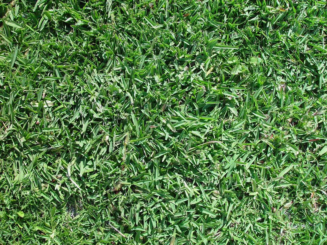 Textură densă de gazon Verdara Classic, verde uniform